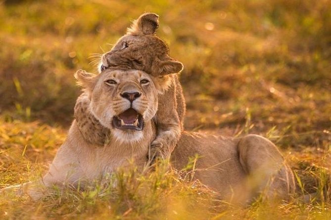 3 Days Amboseli National Park safari - Private guide quality, and the customer service signal from James