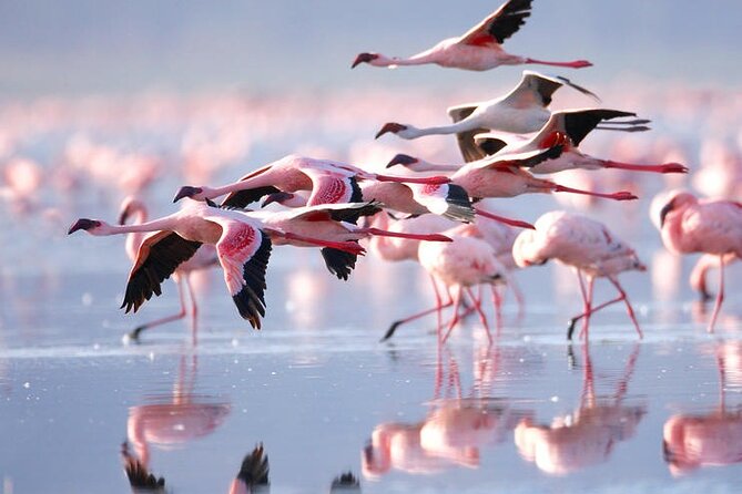 3 Days Amboseli National Park safari - Lodging, meals, and the comfort side of safari time