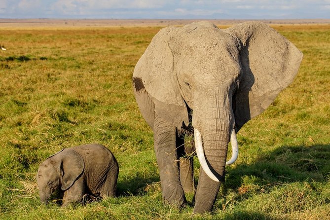 3 Days Amboseli National Park safari - From Nairobi at 8:00 am to your first wildlife day