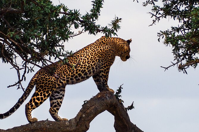 3 Days and 2 Nights Adventure in Masai Mara - Quick Hits: What Makes This Masai Mara Safari Work