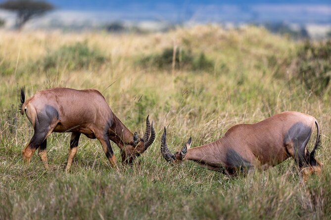 3 Days and 2 Nights Adventure in Masai Mara - Who This Masai Mara Safari Fits Best