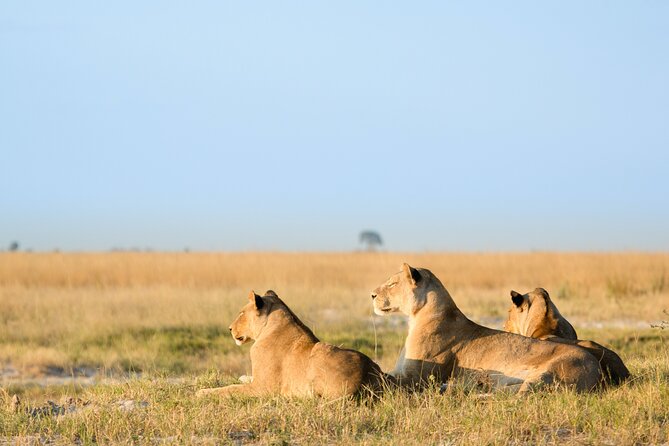 3 Days and 2 Nights Adventure in Masai Mara - Masai People and a Culture Stop You Can Actually Ask About
