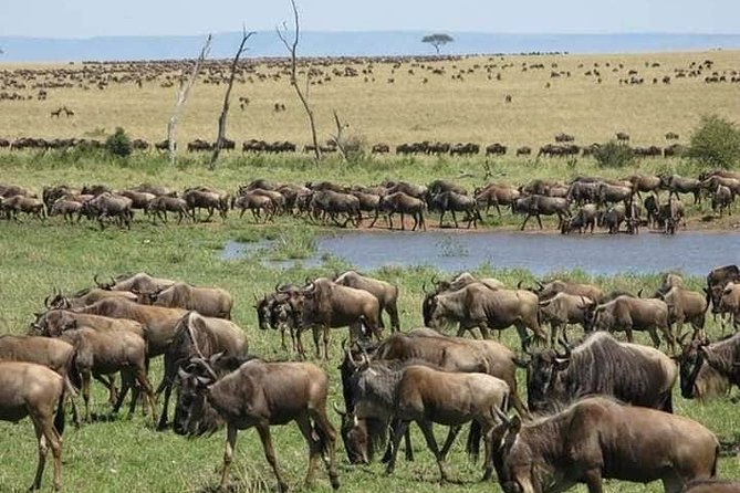 3 Days Budget Masai Mara Safari - Price and logistics: is $320 a good deal?