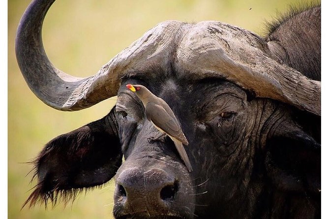 3 Days Budget Masai Mara Safari - Day 2: full day in Maasai Mara, where sightings stack up