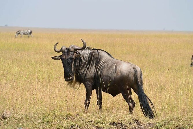 3 Days Budget Masai Mara Safari - Nairobi pickup at 5:00am: why early starts matter