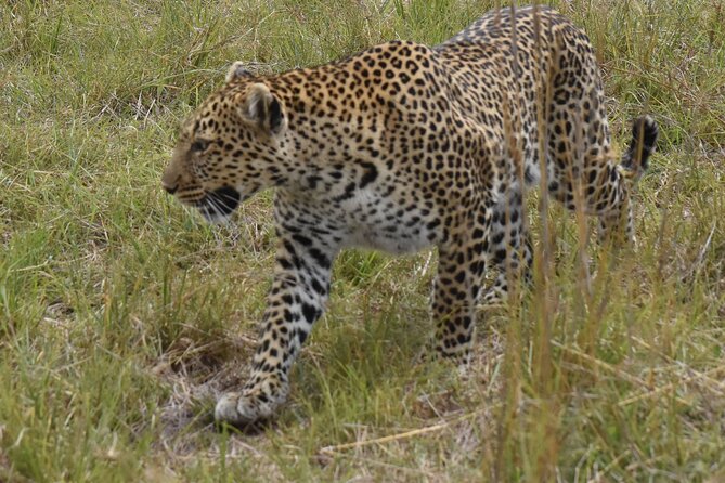 3 Days Gamedrive Safari In Masai Mara From Nairobi - Day 2 Full Day on the Plains: The Mara River Area and the Serengeti Edge