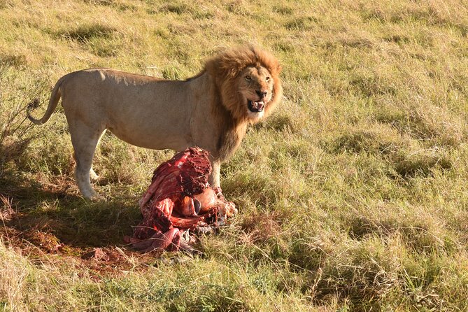 3 Days Gamedrive Safari In Masai Mara From Nairobi - Budget Camp Comfort: What to Expect and What to Plan For