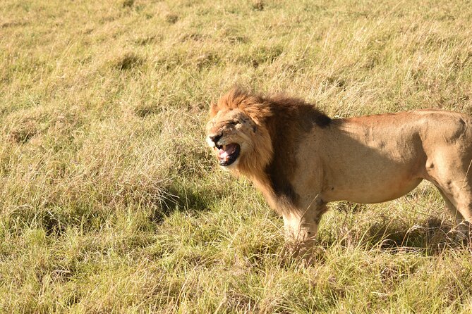 3 Days Gamedrive Safari In Masai Mara From Nairobi - Guides and Big-Five Chances: The Real Value is the Skill