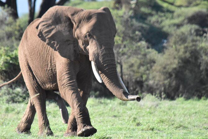 3 Days Gamedrive Safari In Masai Mara From Nairobi - Meals and the Food Rhythm That Makes Safari Easier
