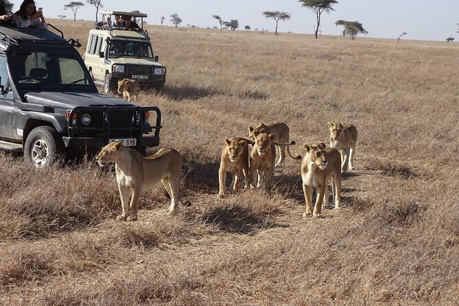 3 days group joining safari to Maasai Mara with a Land Cruiser Jeep - Day 3: Ololaimutiek, return lunch in Nairobi area, and the Maasai village option