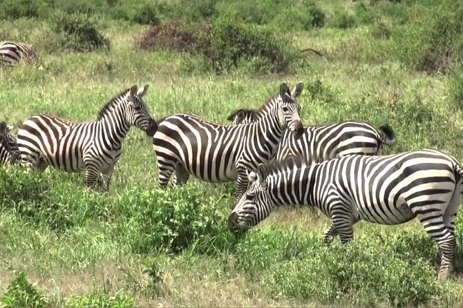 3 days group joining safari to Maasai Mara with a Land Cruiser Jeep - Day 2: Mara River picnic and a full day game drive for the Big Five