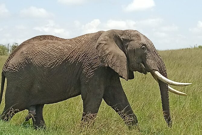 3 days group joining safari to Masai Mara with a Land CruiserJeep - Why Maasai Mara works so well in just three days