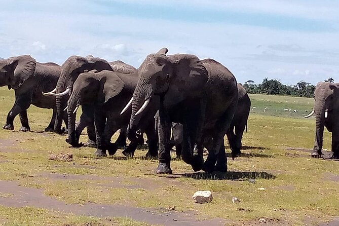 3 days group joining safari to Masai Mara with a Land CruiserJeep - Day 2: Full-day Mara time, Mara River hippo chances, and a picnic under croton shade