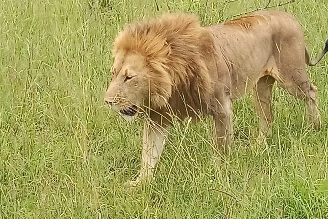 3 days group joining safari to Masai Mara with a Land CruiserJeep - Day 3: Checkout morning, optional village visit, and the return to Nairobi