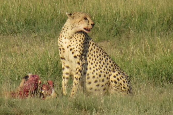 3 days group joining safari to Masai Mara with a Land CruiserJeep - Chances of seeing lions, leopards, cheetah, and the reality of short safari math