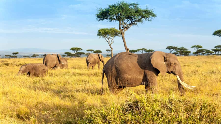 3 days group safari to maasai mara with a 4x4 landcruiser - Key Points You’ll Care About