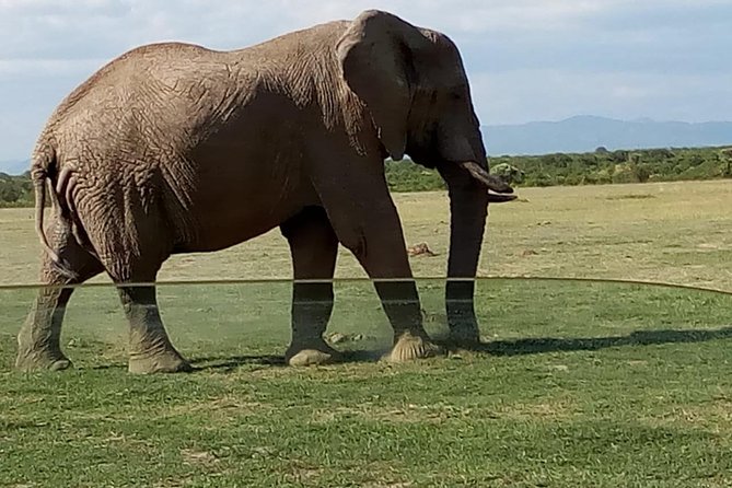 3 Days Maasai Mara Budget Group Safari - Day 2 full day in the reserve, hippo pool lunch, and the best odds