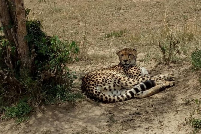 3 Days Maasai Mara Budget Group Safari - Day 3: early drive energy, then Nairobi return