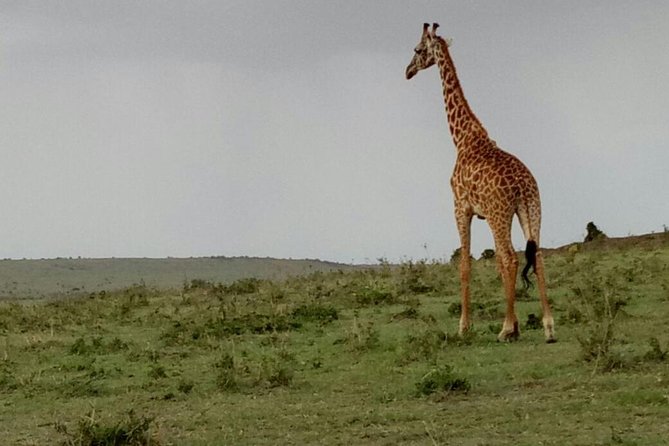 3 Days Maasai Mara Budget Group Safari - Vehicle, group size, and how it affects your wildlife chances