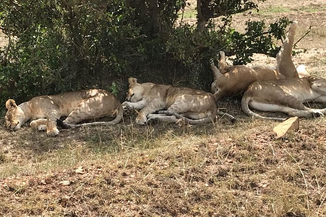 3 Days Maasai Mara Budget Group Safari - Price and value: what $660 really buys