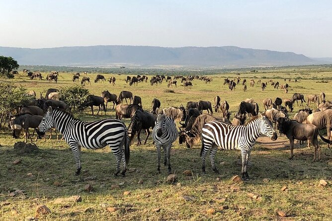 3-Days Maasai Mara Camping Safari on 4x4 Land Cruiser Jeep - Value check: what you pay for at $285 per person