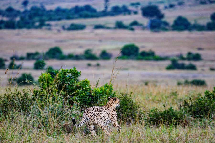 3 Days Maasai Mara Group Safari using a 4x4 Landcruiser - Transport reality: why the pop-up roof matters on a group safari
