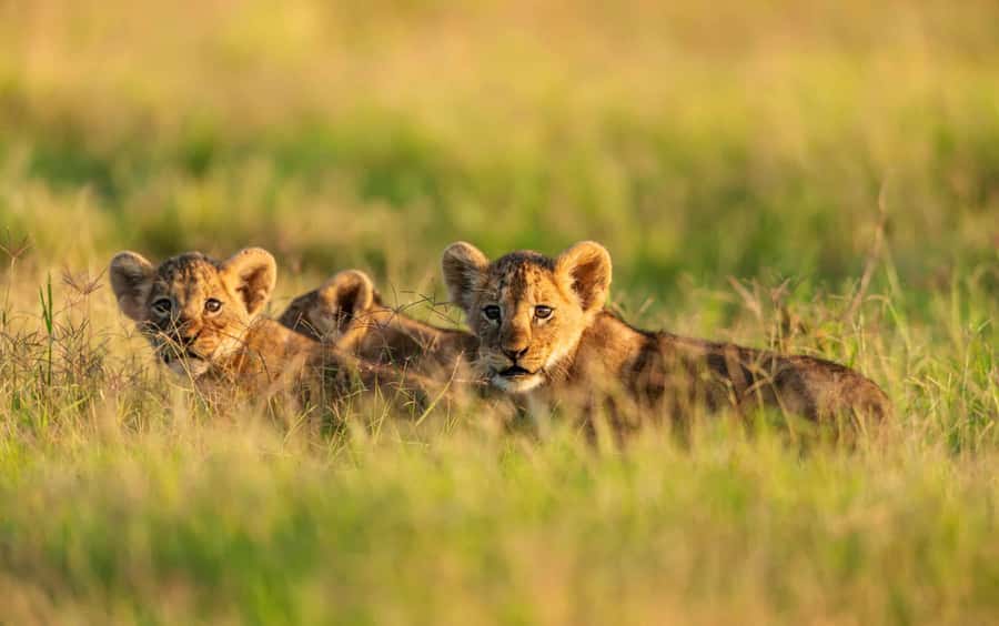 3 Days Maasai Mara Group Safari using a 4x4 Landcruiser - Sunset game viewing drive in the reserve (Day 1)