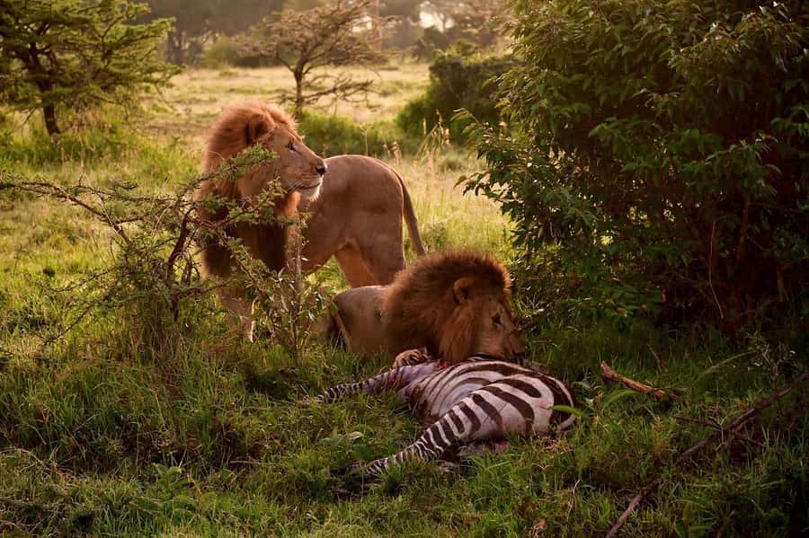 3 Days Maasai Mara Group Safari using a 4x4 Landcruiser - Your budget tented camp with ensuite bathroom comfort