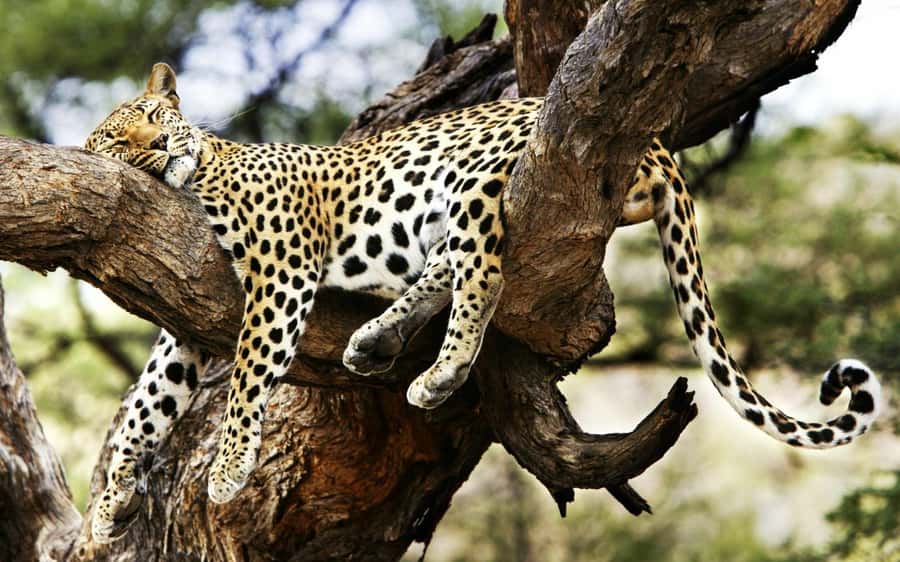 3 Days Maasai Mara Group Safari using a 4x4 Landcruiser - Day 2: full-day game drive, big five odds, and hippo country