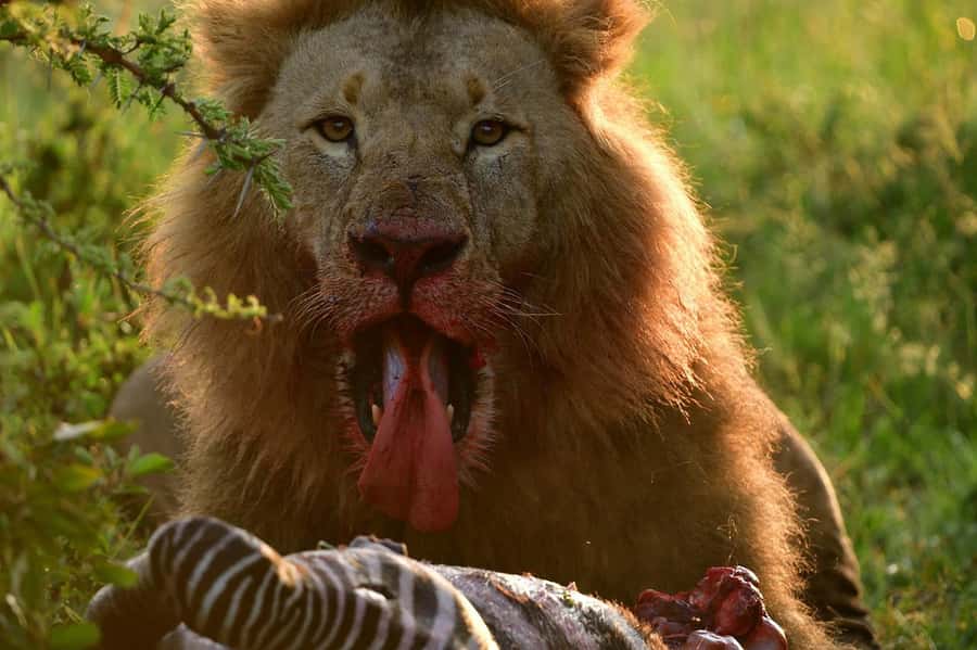 3 Days Maasai Mara Group Safari using a 4x4 Landcruiser - Big cats, elephants, buffalo, and when your expectations help