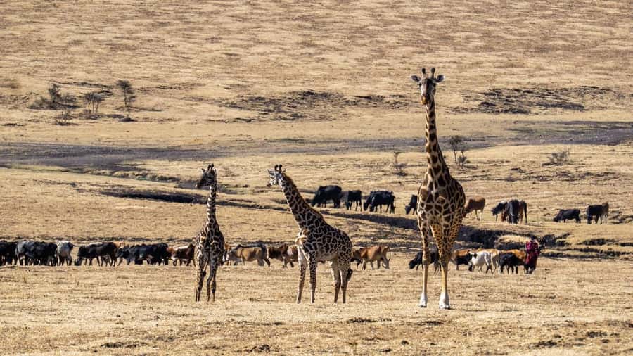 3 Days Maasai Mara Group Safari using a 4x4 Landcruiser - Food, bottled water, and where the small costs sneak in