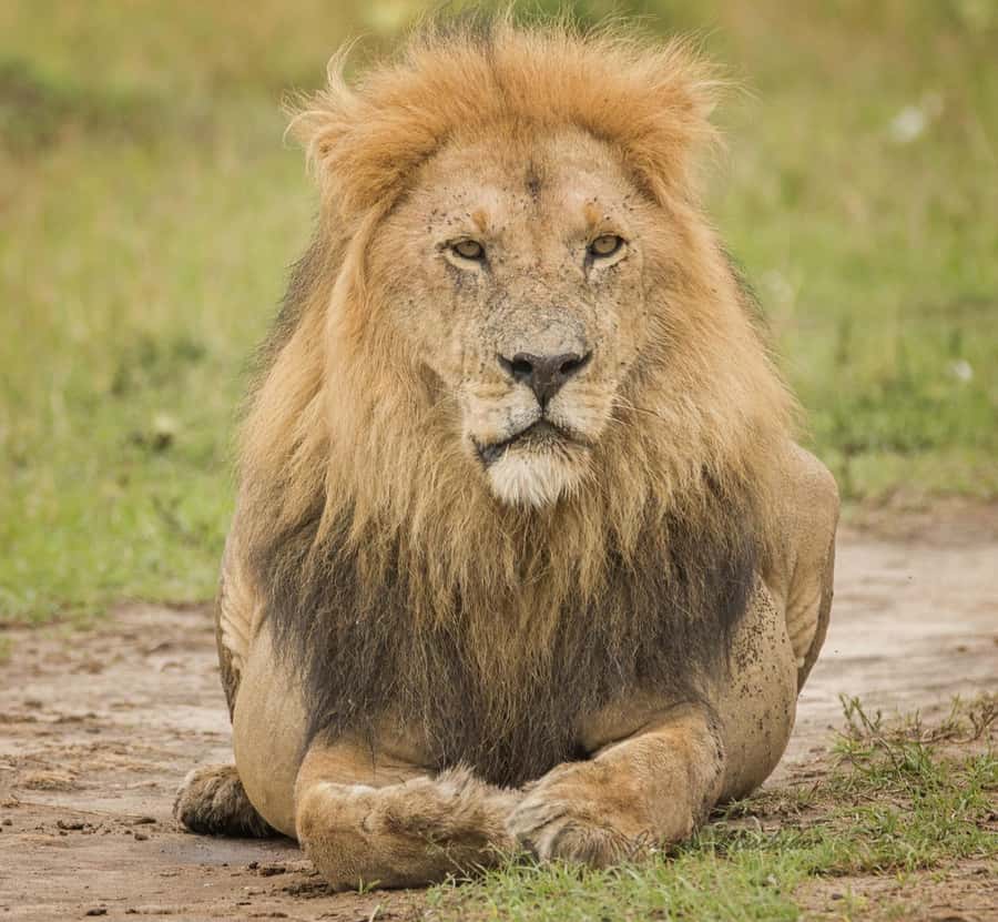 3 Days Maasai Mara Group Safari using a 4x4 Landcruiser - Guides and driving: what the real-world differences look like
