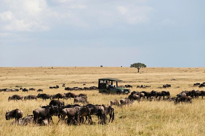 3 Days Maasai Mara Guided Safari from Nairobi - Day 3: Mara Area Morning, Maasai Village Visit, Then Back to Nairobi