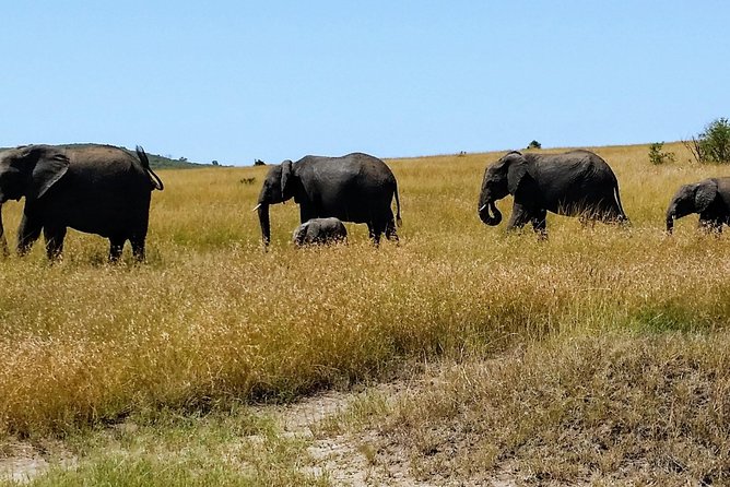 3 Days Maasai Mara Luxury Camping - Why Maasai Mara fits a 3-day luxury safari plan