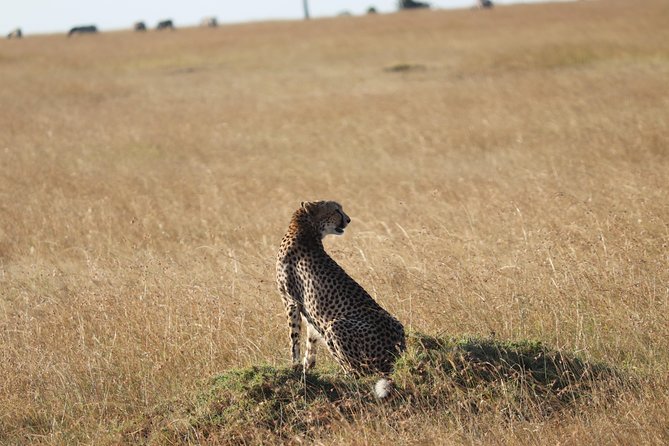 3 Days Maasai Mara Luxury Camping - Day 2, full day in the Mara: early and evening drives plus Maasai village time