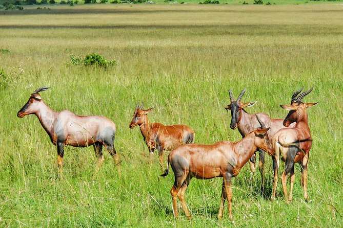 3 Days Maasai Mara Luxury Camping - Day 3, breakfast and the ride back to Nairobi