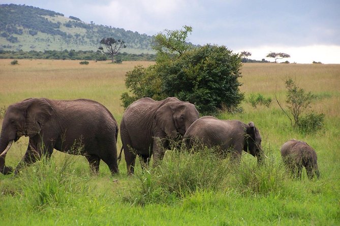 3 Days Maasai Mara Luxury Camping - Price and value: what $3,980 per group really buys you