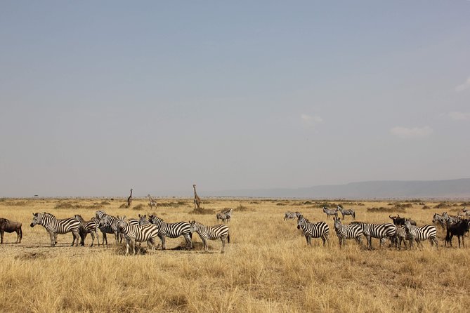 3 Days Maasai Mara Luxury Camping - Day 1, Nairobi to the reserve: lunch first, then an evening drive