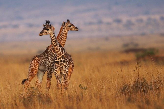 3 days Maasai Mara Luxury Safari - Day 1: Afternoon Game Drive Meets First-Night Lodge Time
