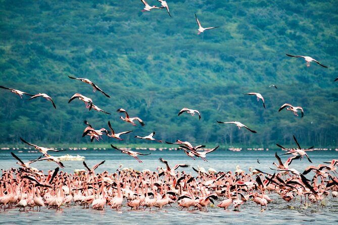 3 days maasai mara migration safari - Why this Maasai Mara migration safari is a smart 3-day choice