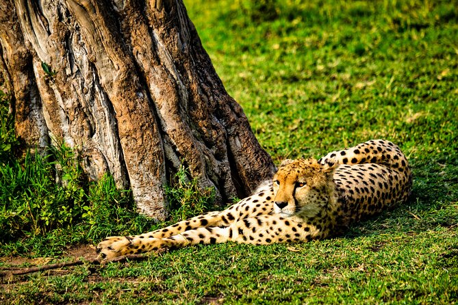 3 days maasai mara migration safari - Day 1: Nairobi pickup, Rift Valley viewpoint, Narok lunch, first game drive