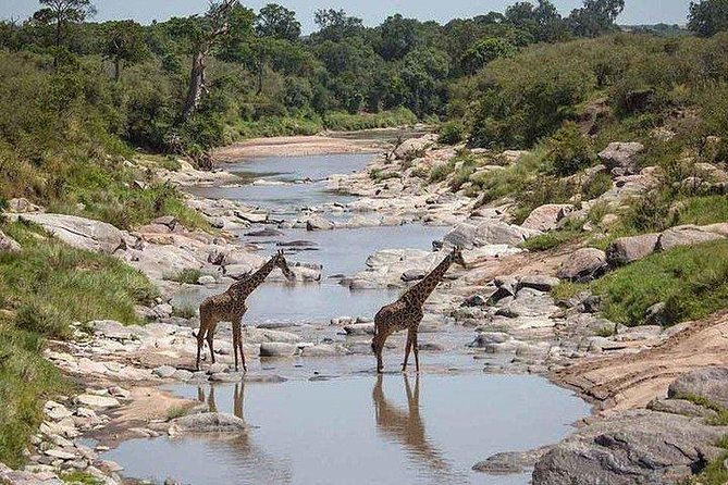 3 days Maasai Mara private Lodge safari at Keekorok from Nairobi - Nairobi to the Rift Valley viewpoint, then into Maasai Mara