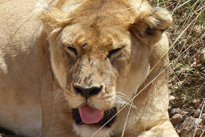 3 days Maasai Mara private Lodge safari at Keekorok from Nairobi - Day 2: Big Five search with a wildebeest migration focus