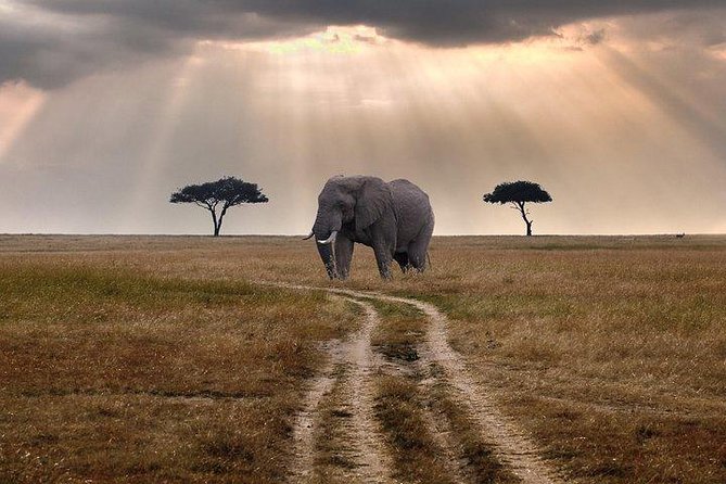 3 days Maasai Mara private Lodge safari at Keekorok from Nairobi - Mara River stop: hippos, crocodiles, and migration route logic