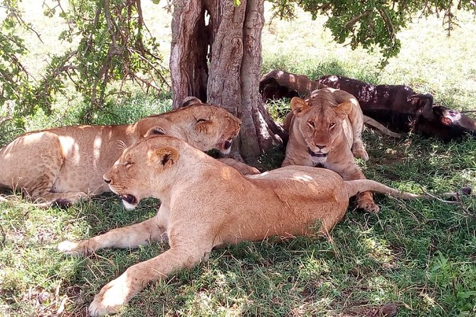 3 days Maasai Mara safari from Nairobi - Driving Out of Nairobi Toward Narok: the part you should actually plan for