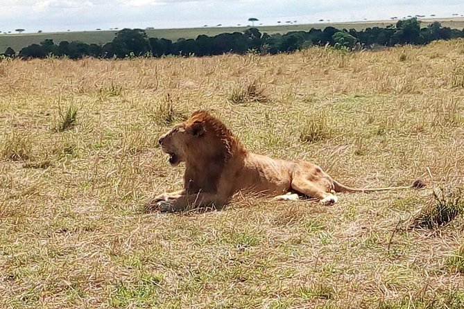 3 days Maasai Mara safari from Nairobi - Day 1: Nairobi early start, escarpment photos, and dusk animals