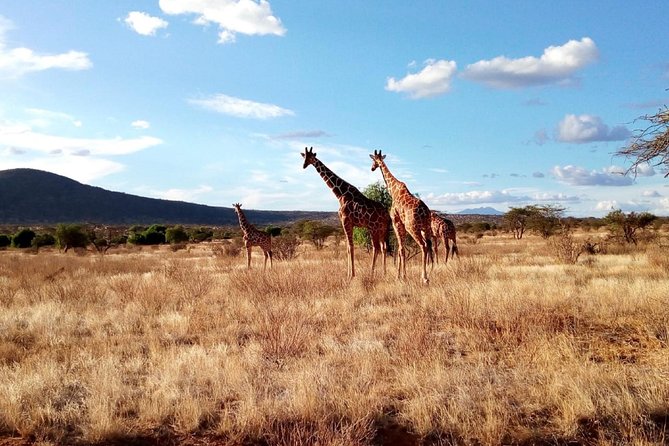3 days Maasai Mara safari from Nairobi - Should you book this 3-day Maasai Mara from Nairobi?