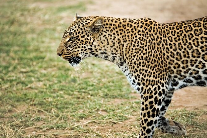 3 Days Maasai Mara Small Group Safari in a 4 x4 Land Cruiser Jeep - A full Big Five day in the reserve, with picnic lunch