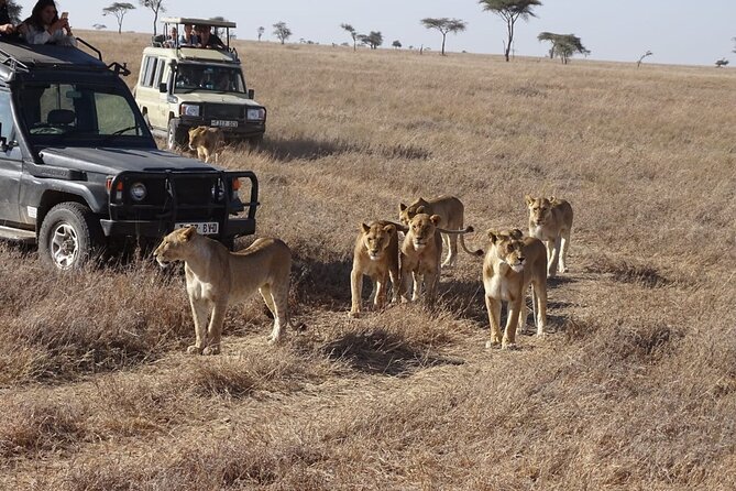 3 Days Maasai Mara Small Group Safari in a 4 x4 Land Cruiser Jeep - Tented camp comfort, en-suite basics, and what to double-check