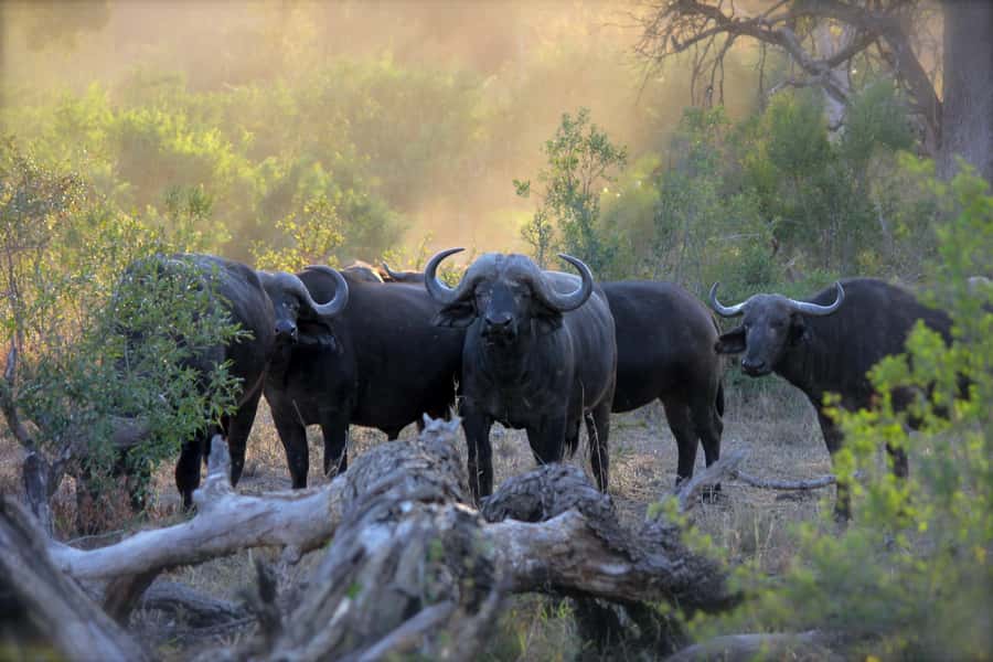 3 Days Maasai Mara Small Group Safari- Jambo Mara Lodge - Maasai Mara in 3 Days, The Reality Check